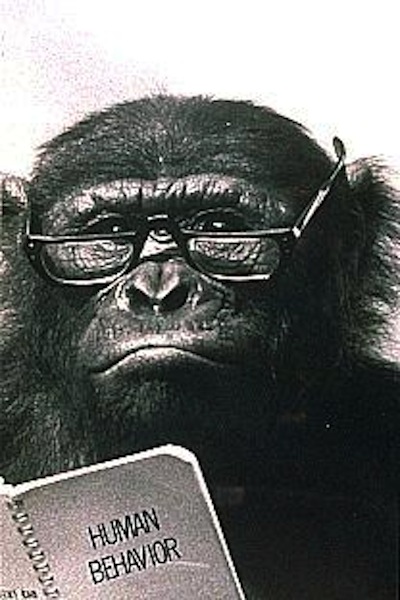 Chimpanzee reading Human Behavior book